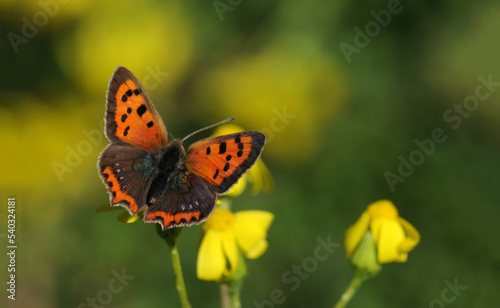 Lycaena phlaeas, the small copper, American copper, or common copper, is a butterfly of the Lycaenids or gossamer-winged butterfly family © cilicia