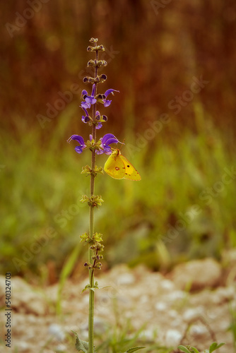 Autumn flowers and butterflies