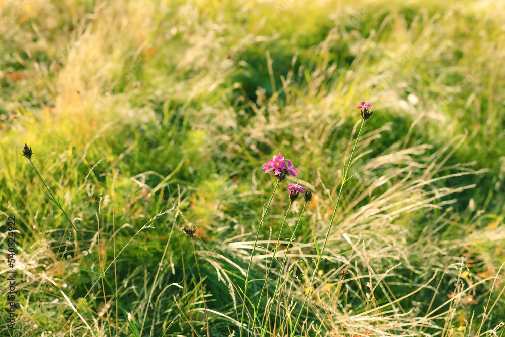 Dianthus carthusianorum on the green meadow.Autumn season. Dianthus carthusianorum on the green meadow.Autumn season.