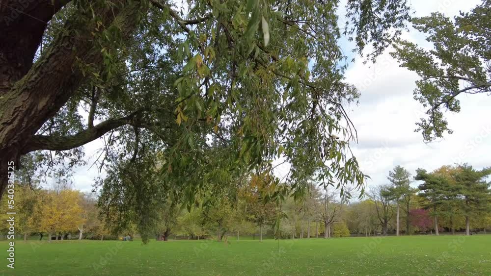 Willow Tree's hanging branches with leaves in park in London Willow Tree's hanging branches with leaves in park in London