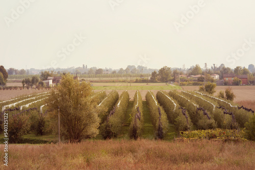 Apple field in autumn