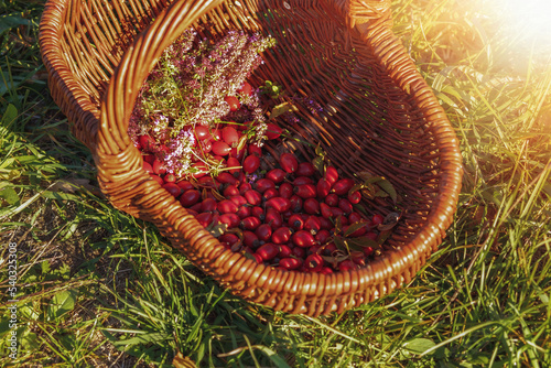Rosehips and herbs in wicker basket on a sunny day.Autumn season.