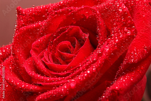 macro photography rose with water drops