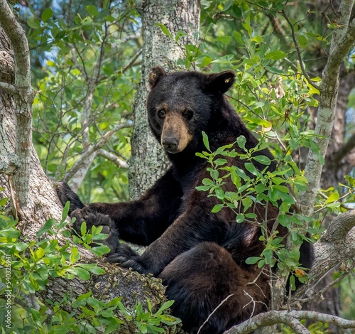 Big brown bear in the forest. Dangerous animal in natural habitat. Wildlife scene photo