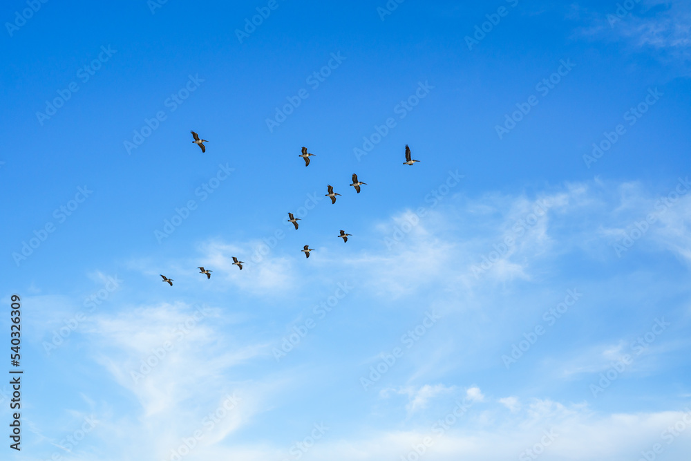 Flock of flying pelicans. Cloudy sky and silhouette of flying birds. Tranquil scene, freedom, hope, motivation concept Flock of flying pelicans. Cloudy sky and silhouette of flying birds. Tranquil scene, freedom, hope, motivation concept