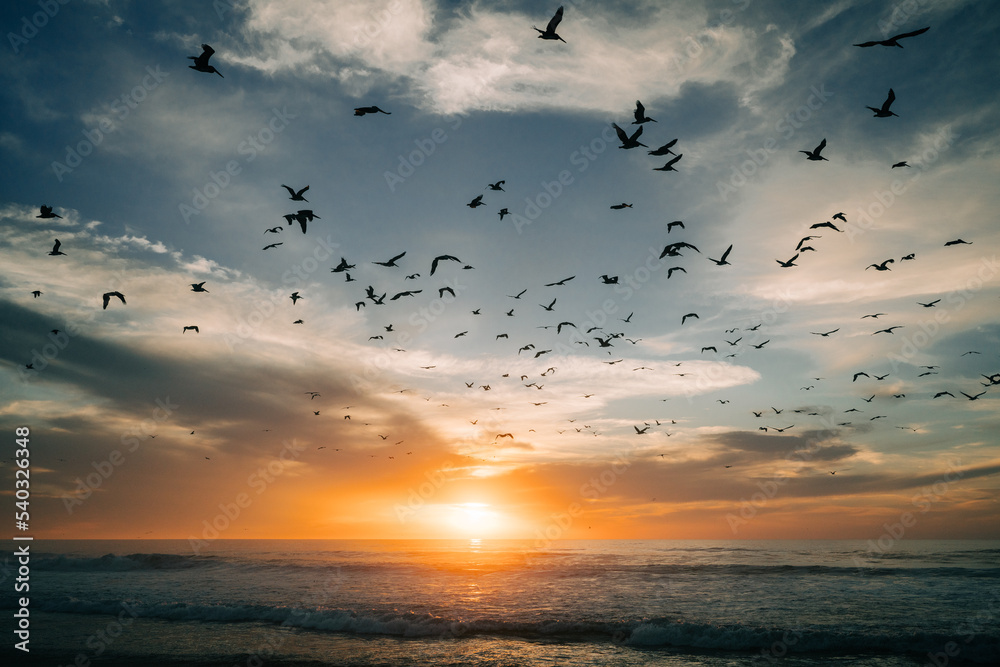 Fototapeta premium Golden sunset over the sea with beautiful cloudy sky on background and silhouette of fluing birds. Amazing tranquil scene in soft light colors, copy space