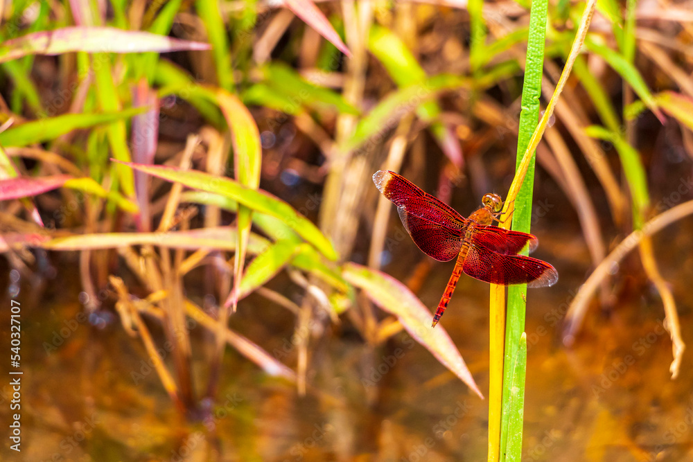 Beautiful bright red dragonfly in tropical nature Phuket island Thailand.