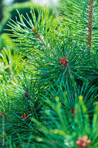 pine tree branch in forest