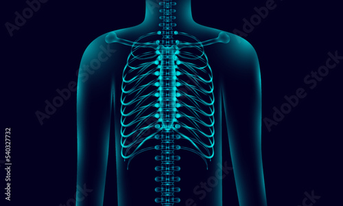 Vector of a person's body anatomy with a backbone