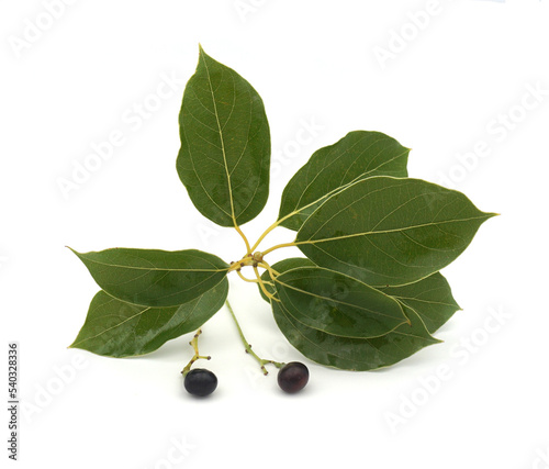Branche de camphrier ou laurier de Chine feuilles et fruits isolés sur fond blanc photo