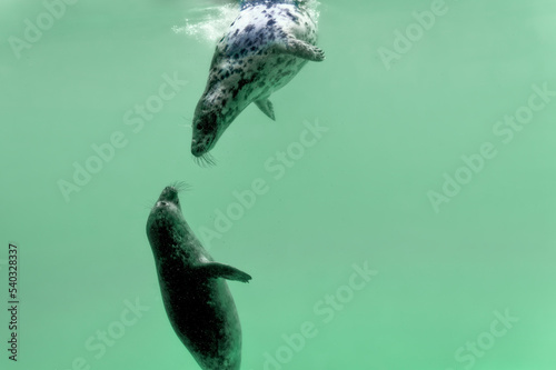 Two seals look each other underwater