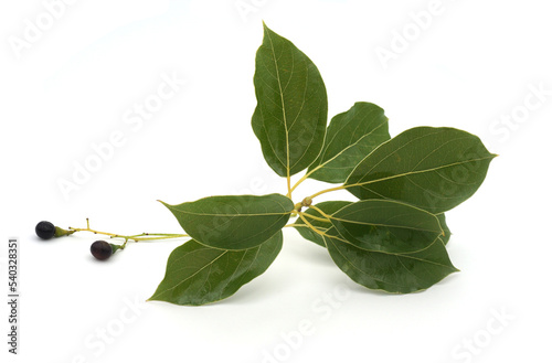 Branche de camphrier ou laurier de Chine feuilles et fruits isolés sur fond blanc photo