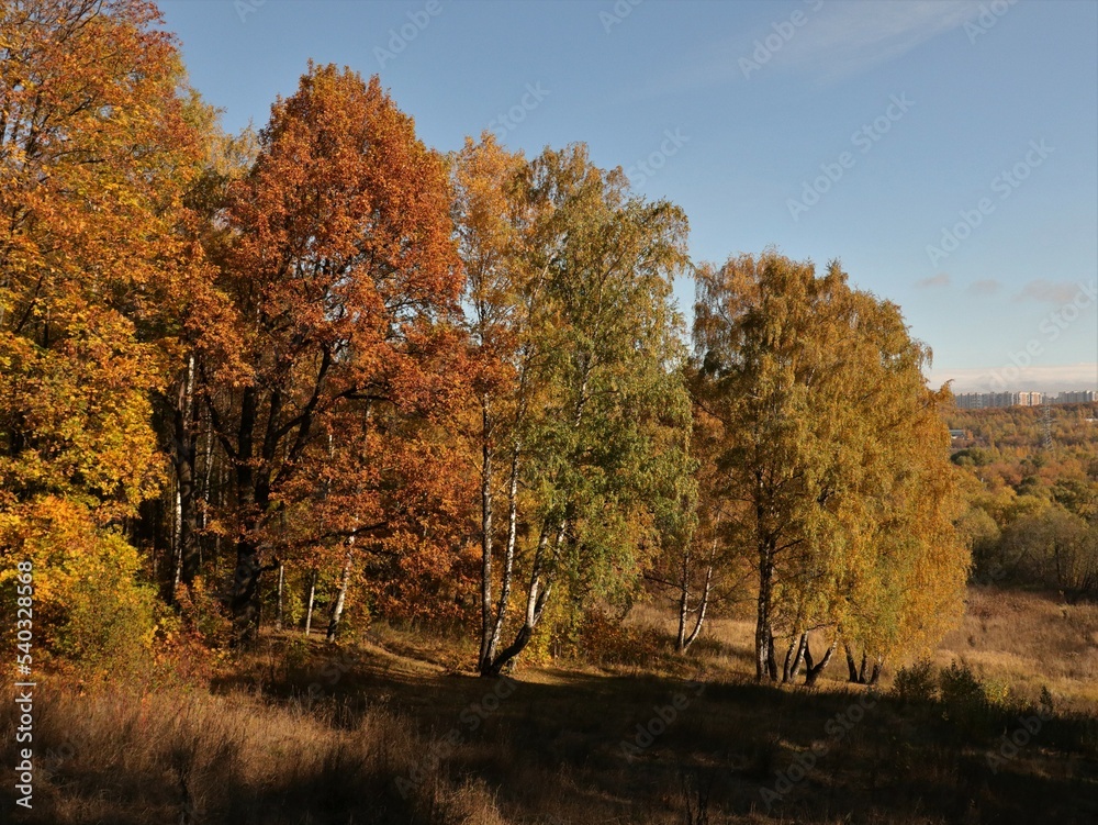 Naklejka premium Colorful autumn trees in the park as nature background