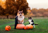 cute funny friends a corgi dog in a black carnival cap and raincoat and a cat sitting on Halloween orange pumpkins in the autumn garden