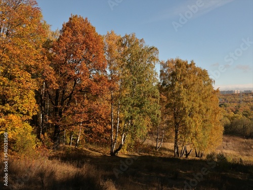 Colorful autumn trees in the park as nature background