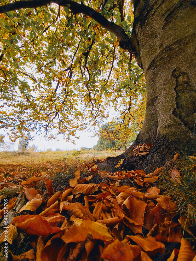Krajobraz jesienny, duże okazałe drzewo liściaste w jesiennych kolorach, pionowy kadr. - obrazy, fototapety, plakaty 