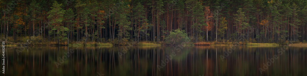 a wild forest lake in the evening twilight with trunks of coastal trees reflected on the smooth surface of the water. picturesque wilderness. widescreen view