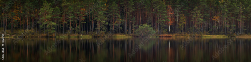 a wild forest lake in the evening twilight with trunks of coastal trees reflected on the smooth surface of the water. picturesque wilderness. widescreen view a wild forest lake in the evening twilight with trunks of coastal trees reflected on the smooth surface of the water. picturesque wilderness. widescreen view