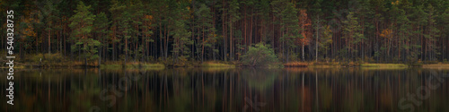 a wild forest lake in the evening twilight with trunks of coastal trees reflected on the smooth surface of the water. picturesque wilderness. widescreen view