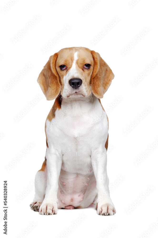 Front view picture of a sitting beagle puppy isolated on white background Front view picture of a sitting beagle puppy isolated on white background