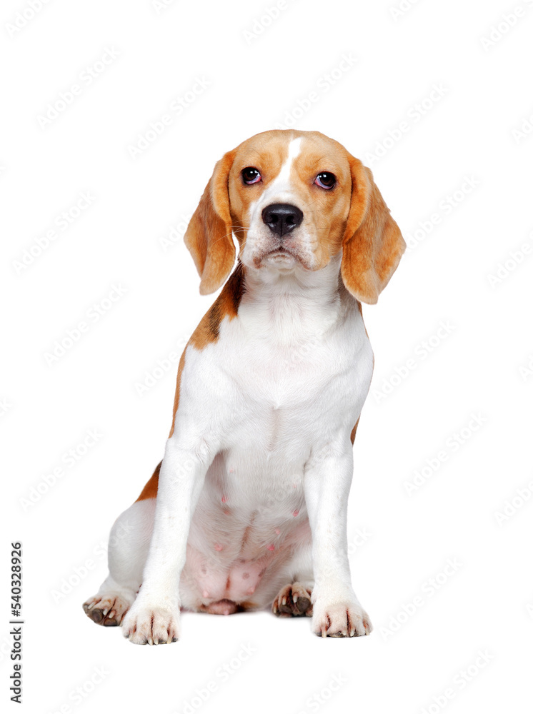 Full length picture of a sitting beagle puppy isolated on white
