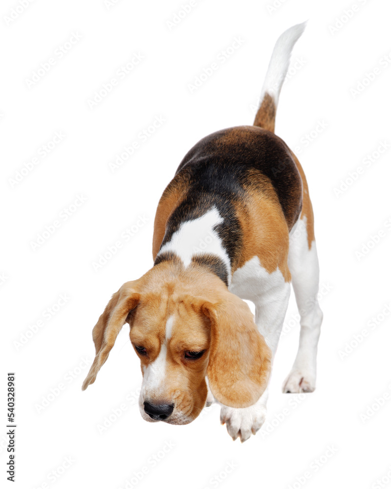 Beagle dog ready to jump down from the white blank