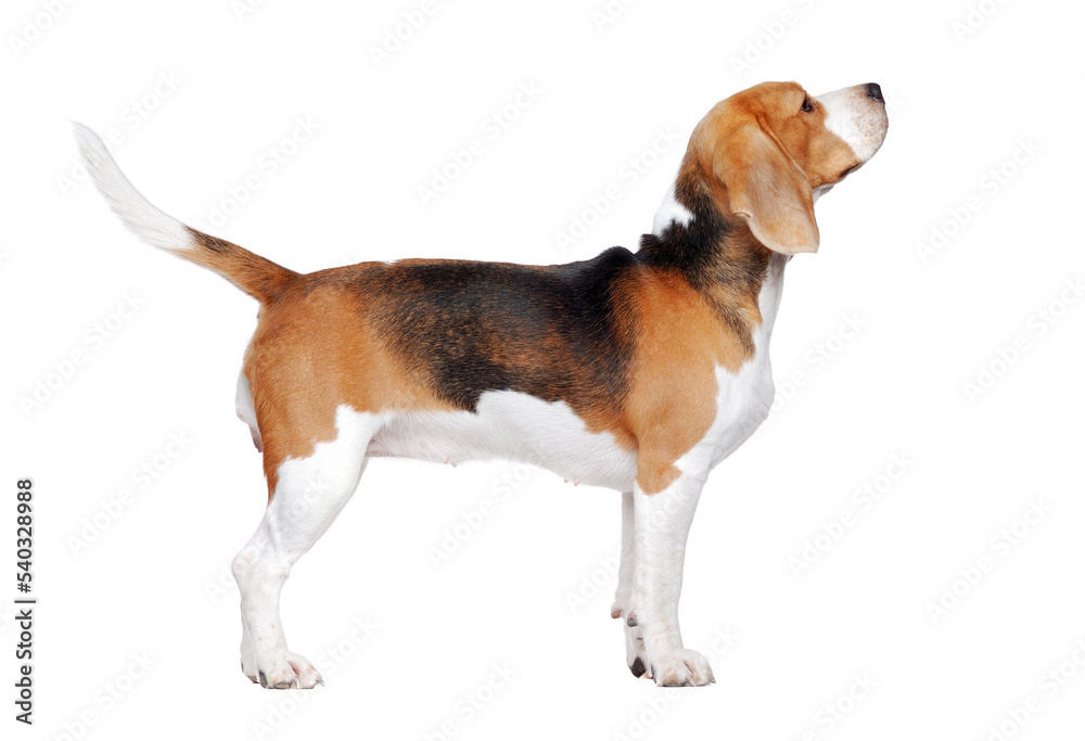 Beagle dog trained to stand for a dog show