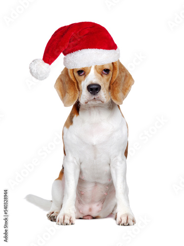 Sitting beagle puppy wearing red santa hat isolated on white ©  Tatyana Kalmatsuy
