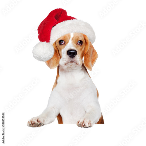 Beagle dog dressed as santa standing on blank board ©  Tatyana Kalmatsuy