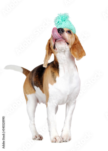 Beagle dog with a hat on the head looking up and lickens photo