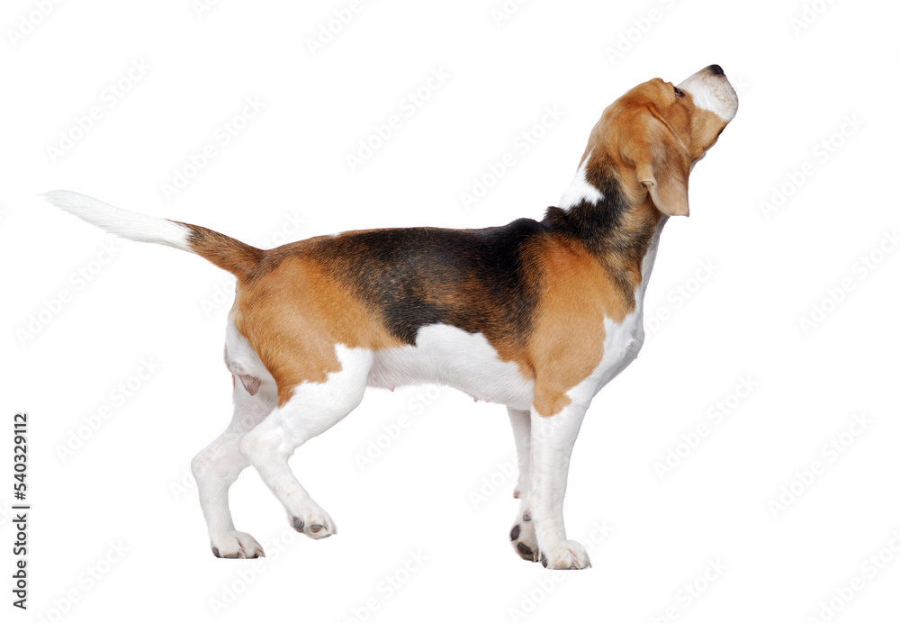 Side view picture of a standing in a white studio beagle dog