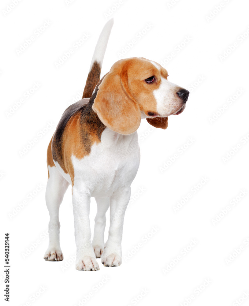 Walking in a white studio beagle looking to the side