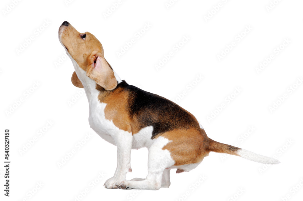 Young beagle dog preparing to jump high in a white studio
