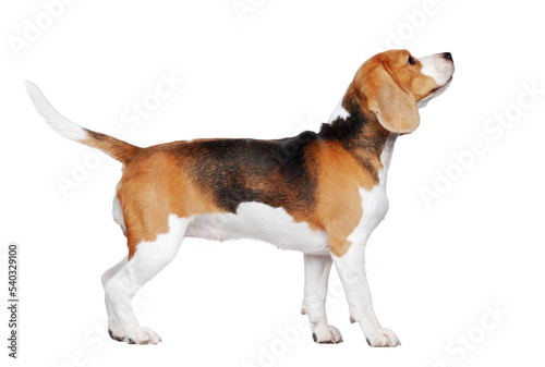 Side view picture of a beagle walking in a white studio