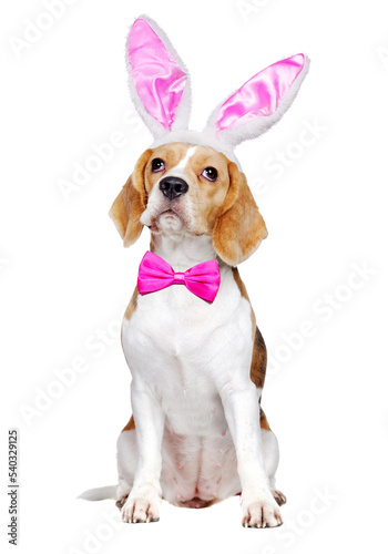 Sitting in a white studio beagle dog  wearing Easter bunny ears ©  Tatyana Kalmatsuy