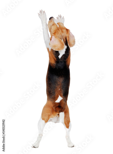 View from back of a begging beagle on hind legs