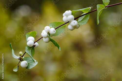 The snowberry white (Symphoricarpos orbiculatus) in autumn garden