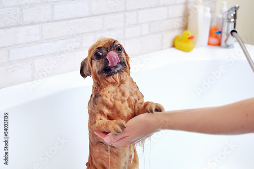 Wet spitz in a bathtub being washed by groomer ©  Tatyana Kalmatsuy