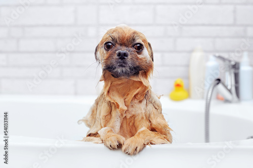 Wet spitz sitting in the bathtub