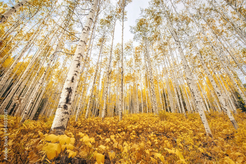 Colorado Mountains Aspen Tree Grove in Autumn  © Emily Kent