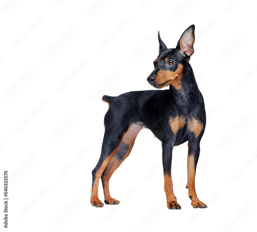 Standing zwerg pinscher at the white background looking back Standing zwerg pinscher at the white background looking back