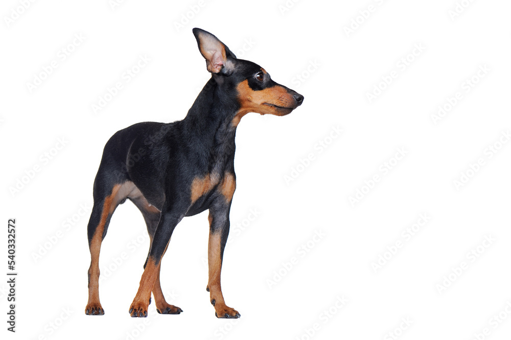 Standing zwerg pinscher looking to the side to the white background