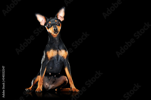 Sitting zwerg pincher dog against black background