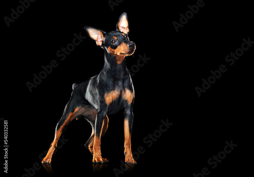 Zwerg pincher dog looking to the black background