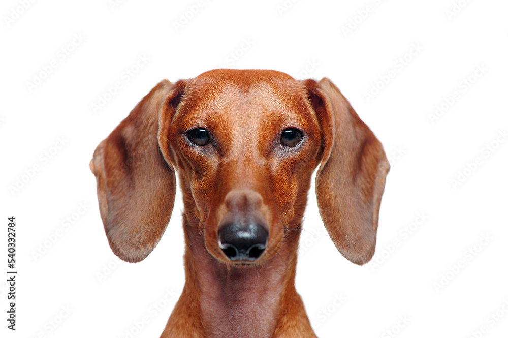 Closeup portrait of a dachshund dog isolated on white background