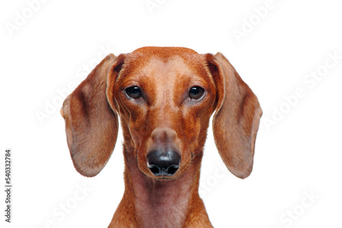 Closeup portrait of a dachshund dog isolated on white background ©  Tatyana Kalmatsuy