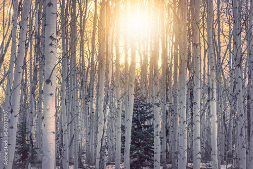 Aspen tree grove in Colorado during sunrise. Holiday greeting card art. Christmas scene. Winter forest. Winter sunlight.