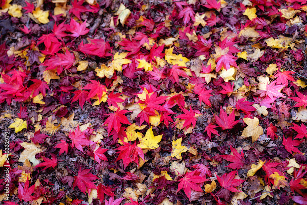 autumn jesień - obrazy, fototapety, plakaty 