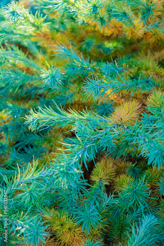 Bright green fluffy branches of larch tree Larix decidua Pendula © Maksim Shebeko