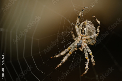 Closeup of cross spider on web